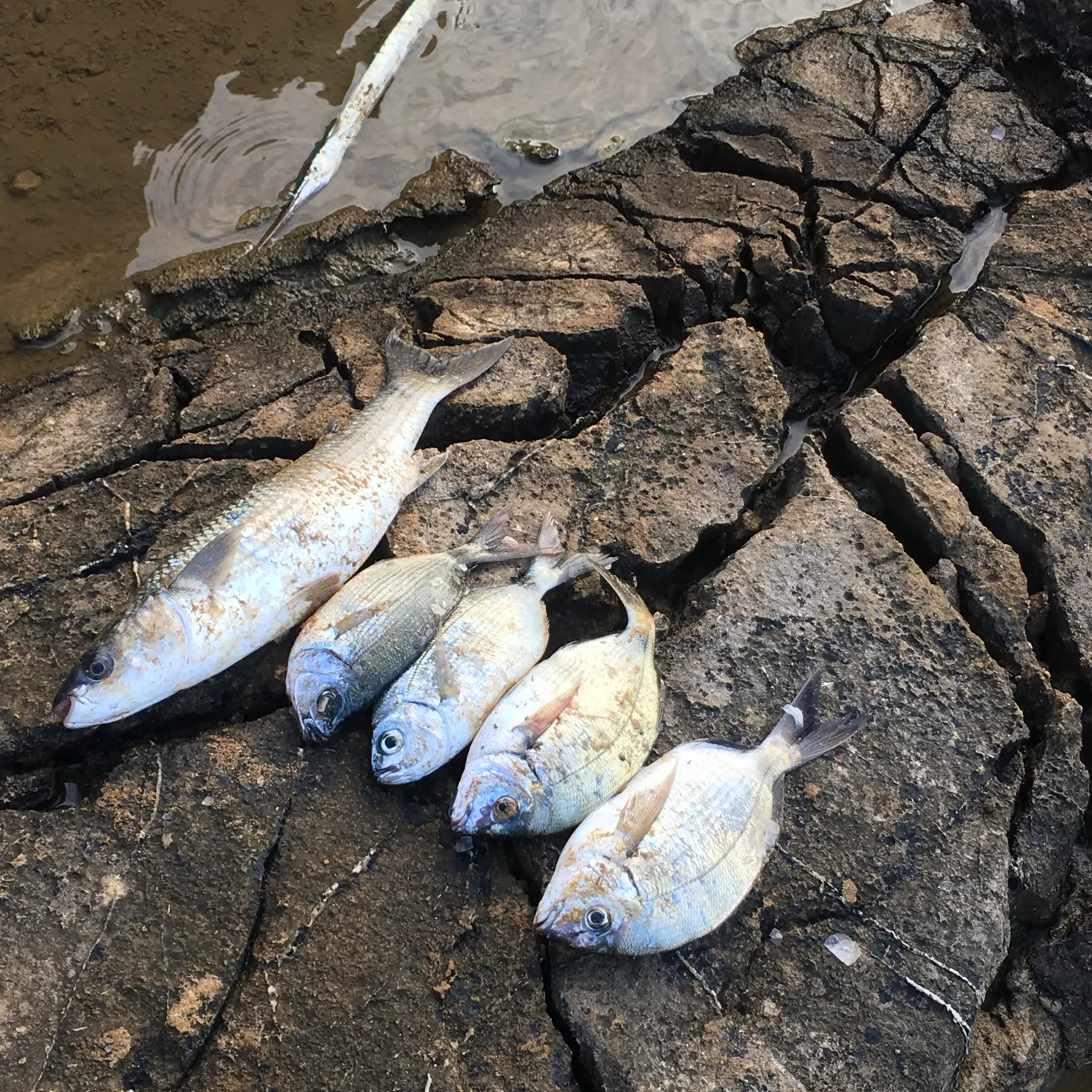 recently logged catches