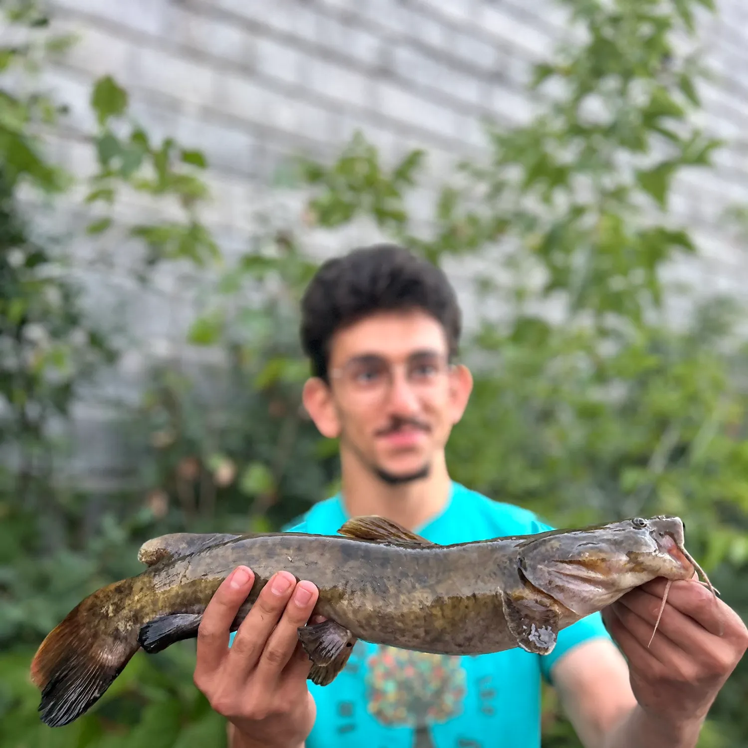 The most recent Flathead catfish catches on Fishbrain