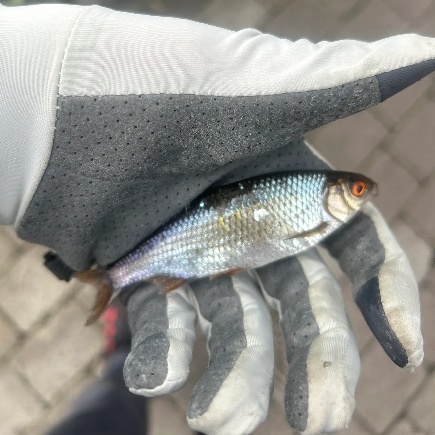 Common roach caught on Fishbrain