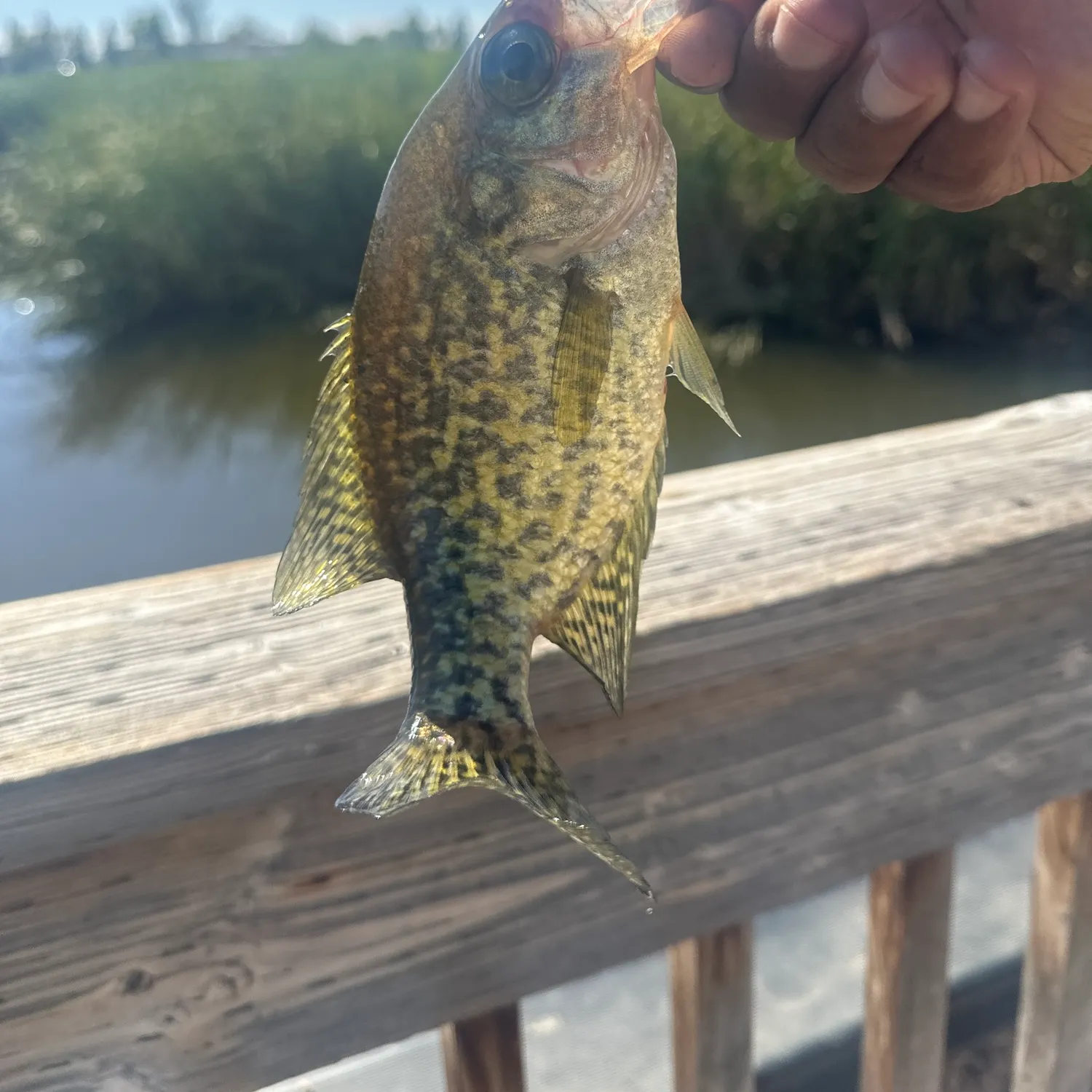 Black crappie caught on Fishbrain