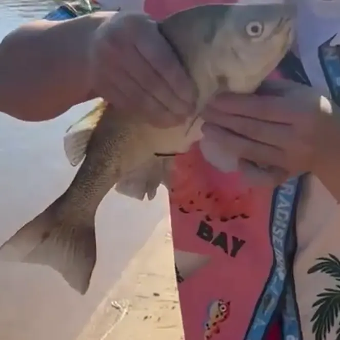 The most recent Bidyan perch catches on Fishbrain