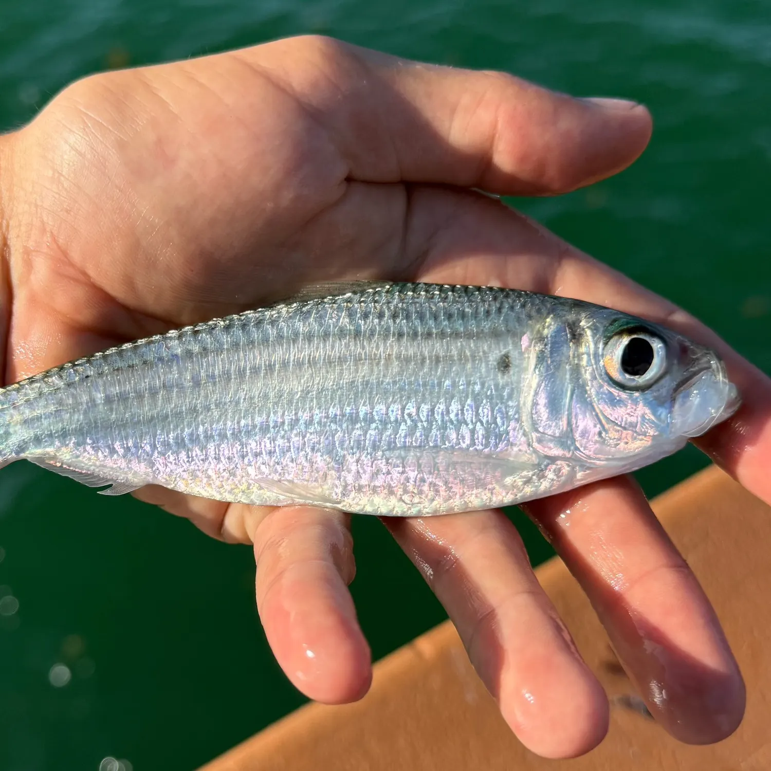 The most recent Scaled herring catches on Fishbrain