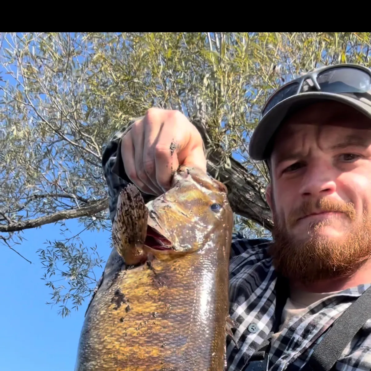 Smallmouth bass caught on Fishbrain