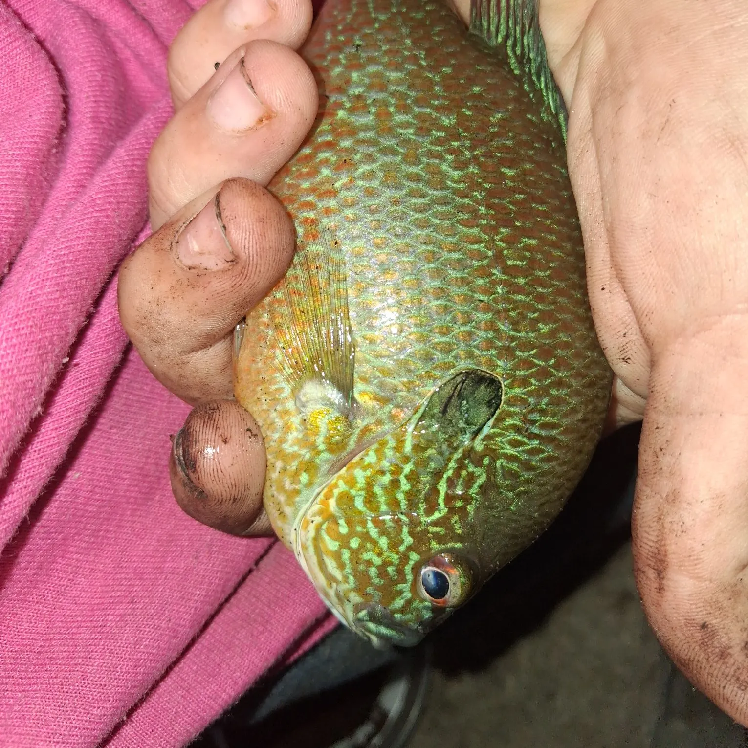 Green sunfish caught on Fishbrain