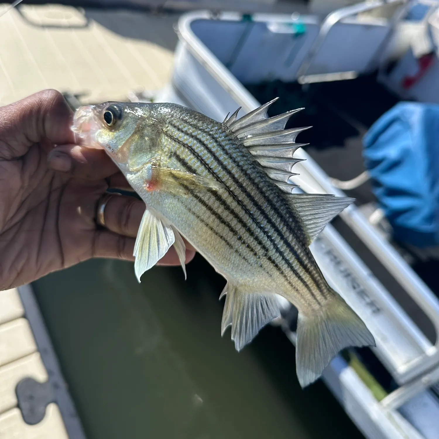 Yellow bass caught on Fishbrain