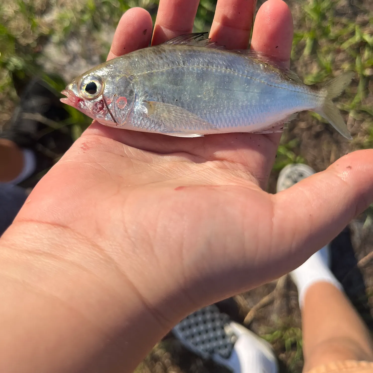 most liked catch image