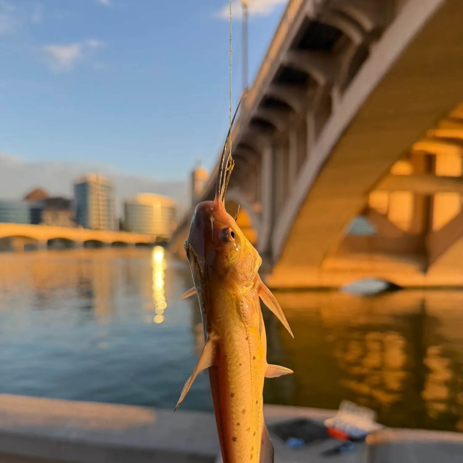 catch