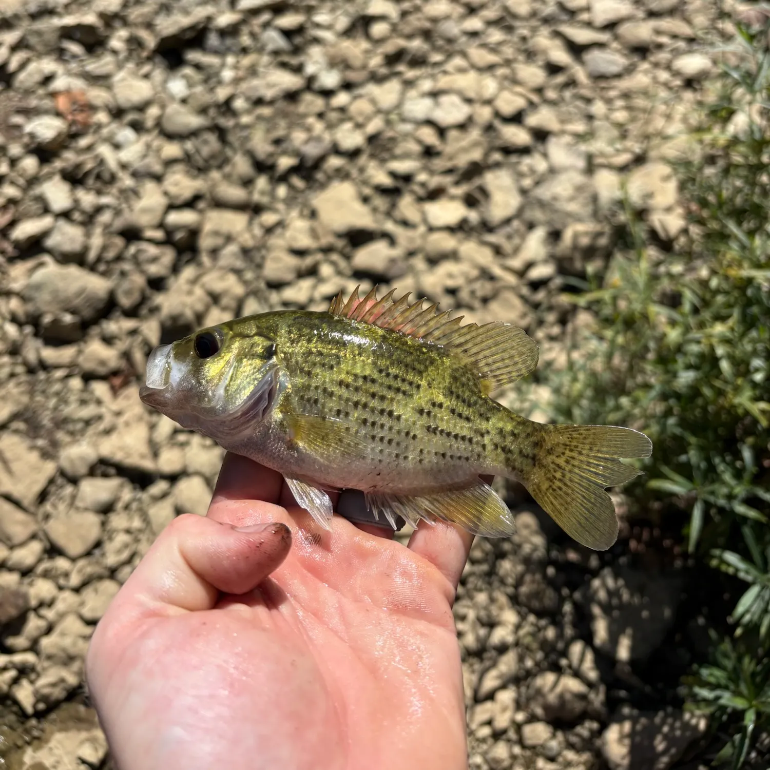 Rock bass caught on Fishbrain