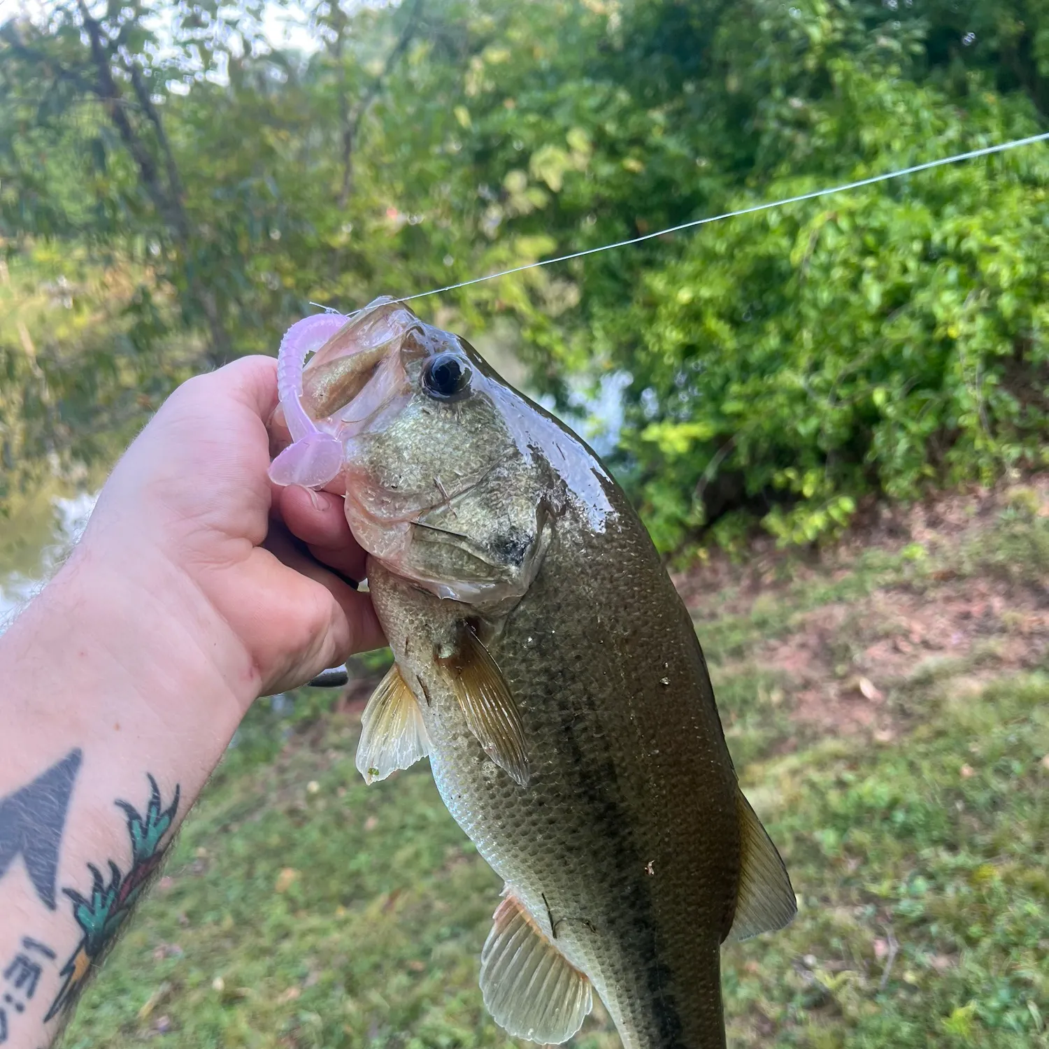 Largemouth bass caught on Fishbrain