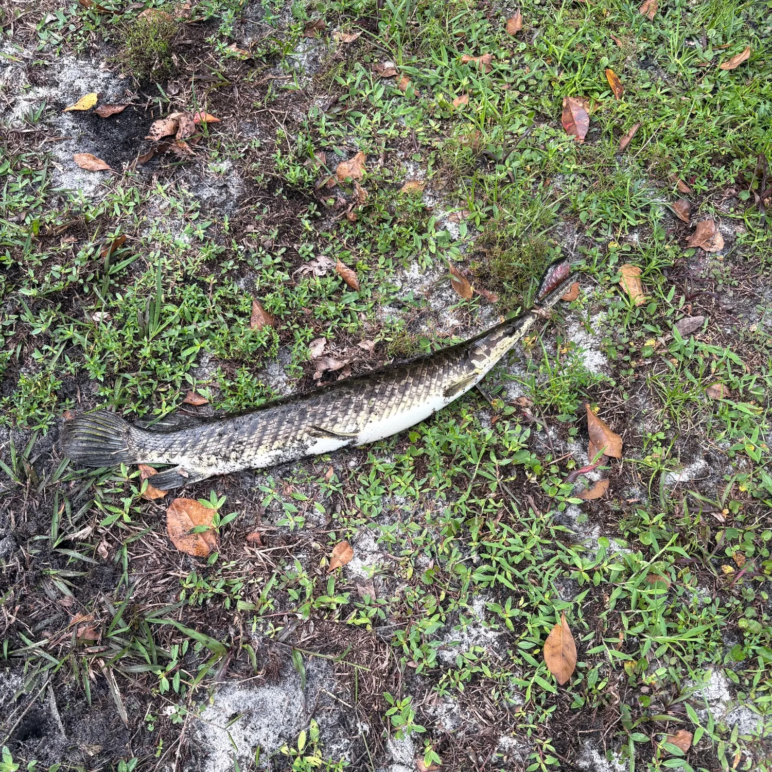 Spotted gar caught on Fishbrain