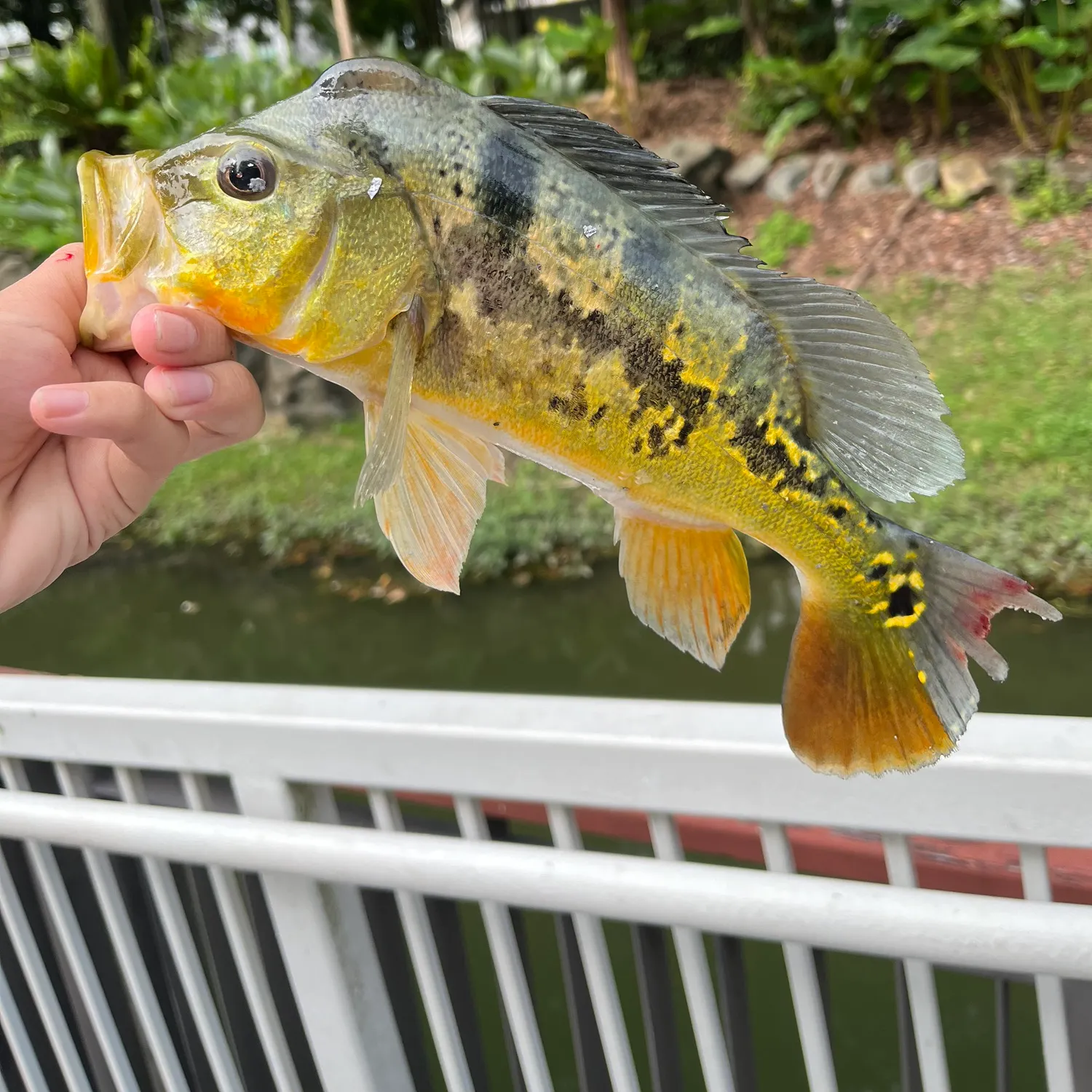 The most recent Butterfly peacock bass catches on Fishbrain