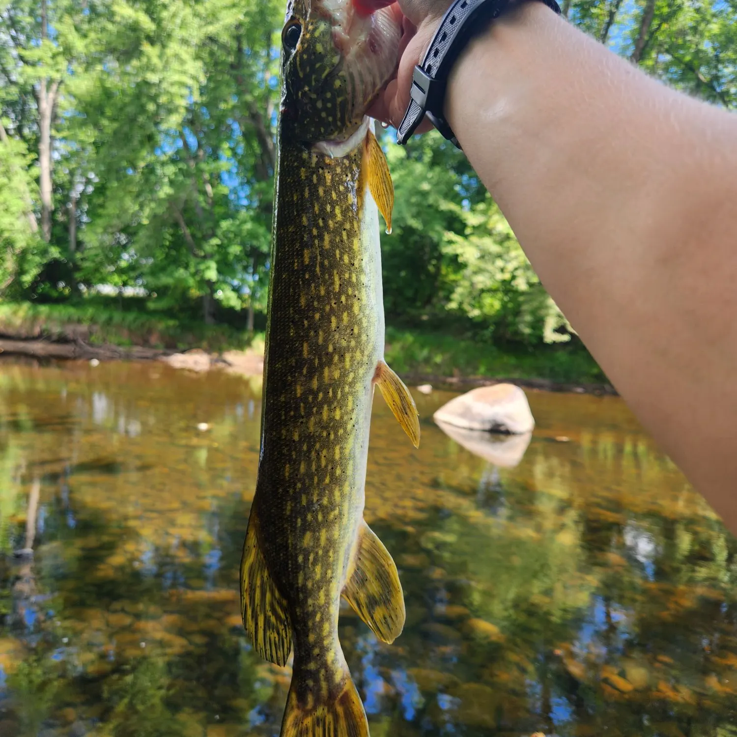 Northern pike caught on Fishbrain
