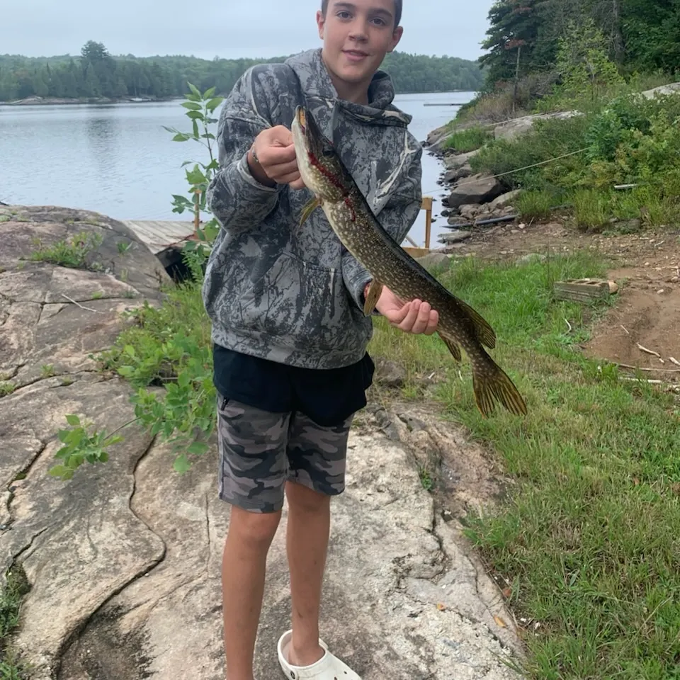 Northern pike caught on Fishbrain