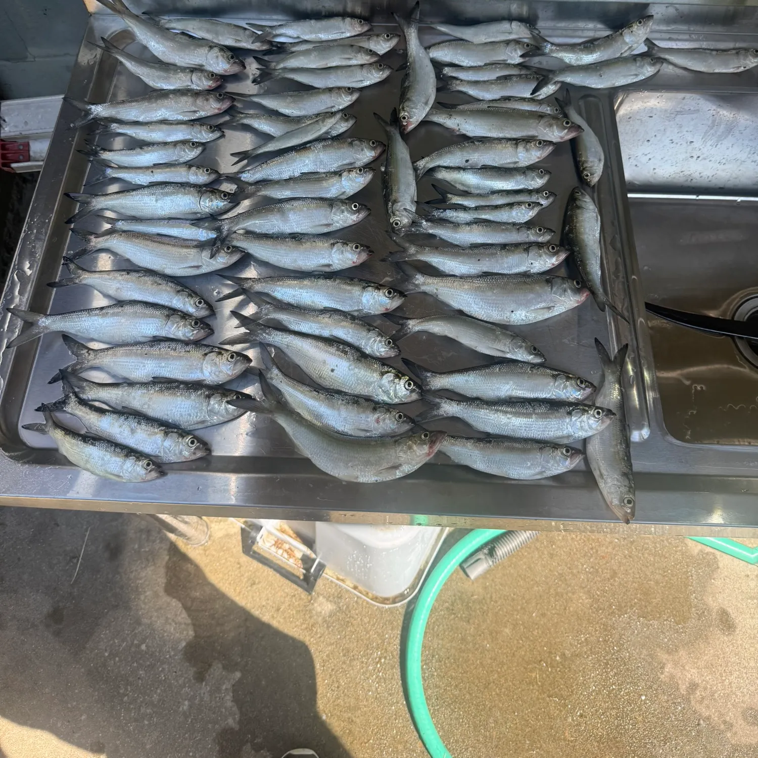 Skipjack herring caught on Fishbrain