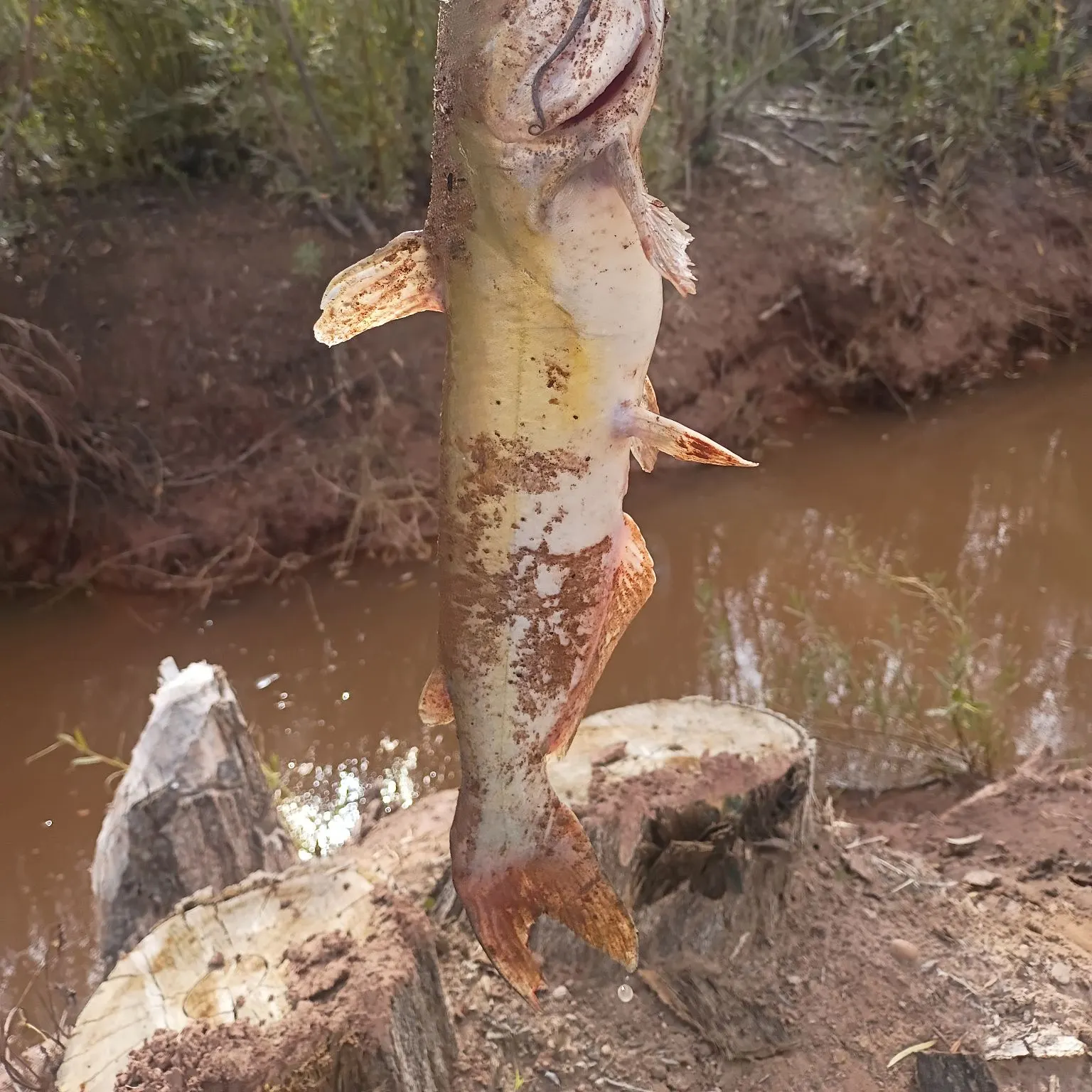 Channel catfish caught on Fishbrain