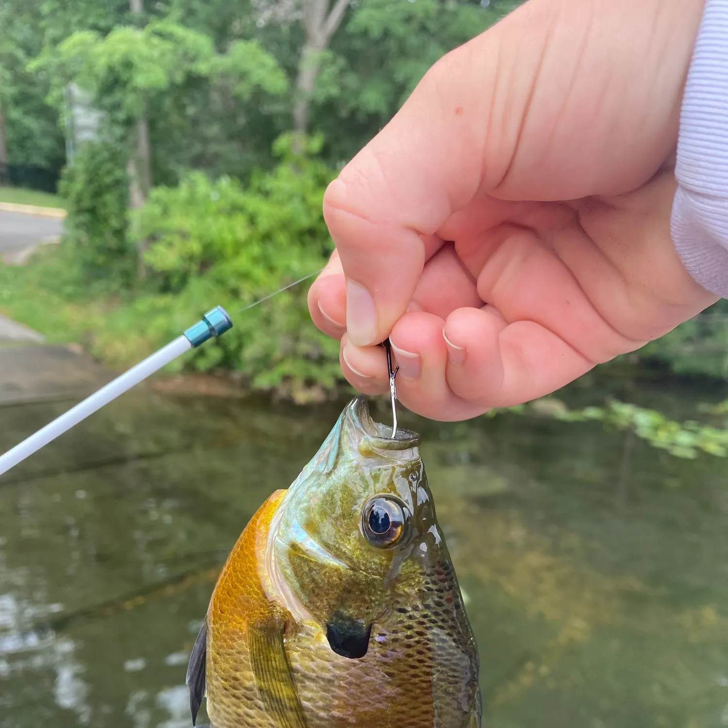 Bluegill caught on Fishbrain