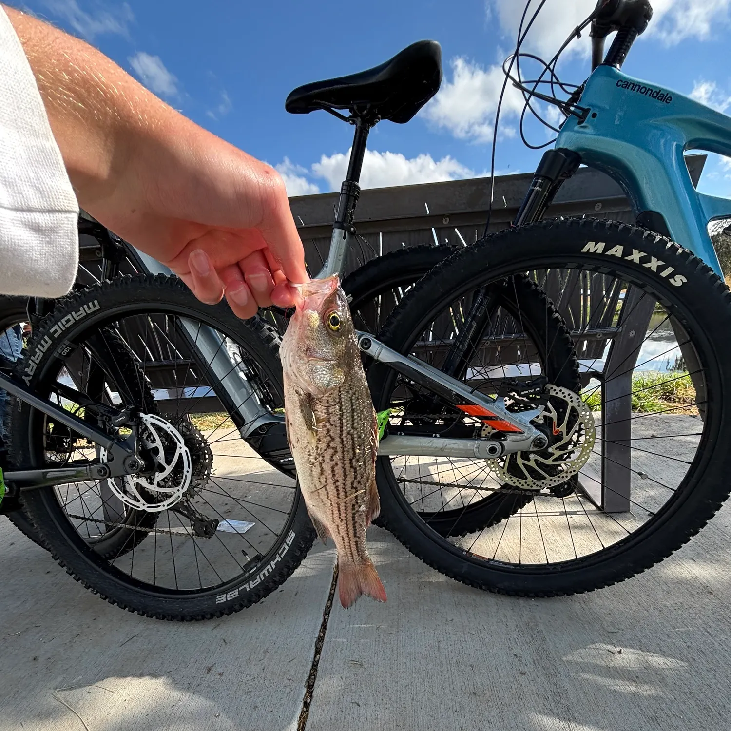 catch