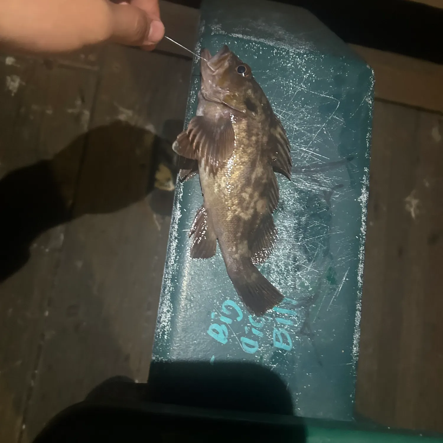 Barred sand bass caught on Fishbrain