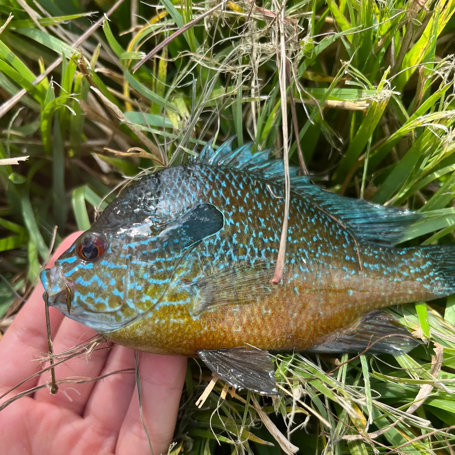 The most recent Plains longear sunfish catches on Fishbrain