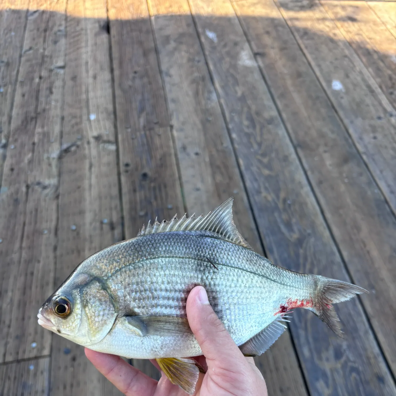 The most recent Pile perch catches on Fishbrain