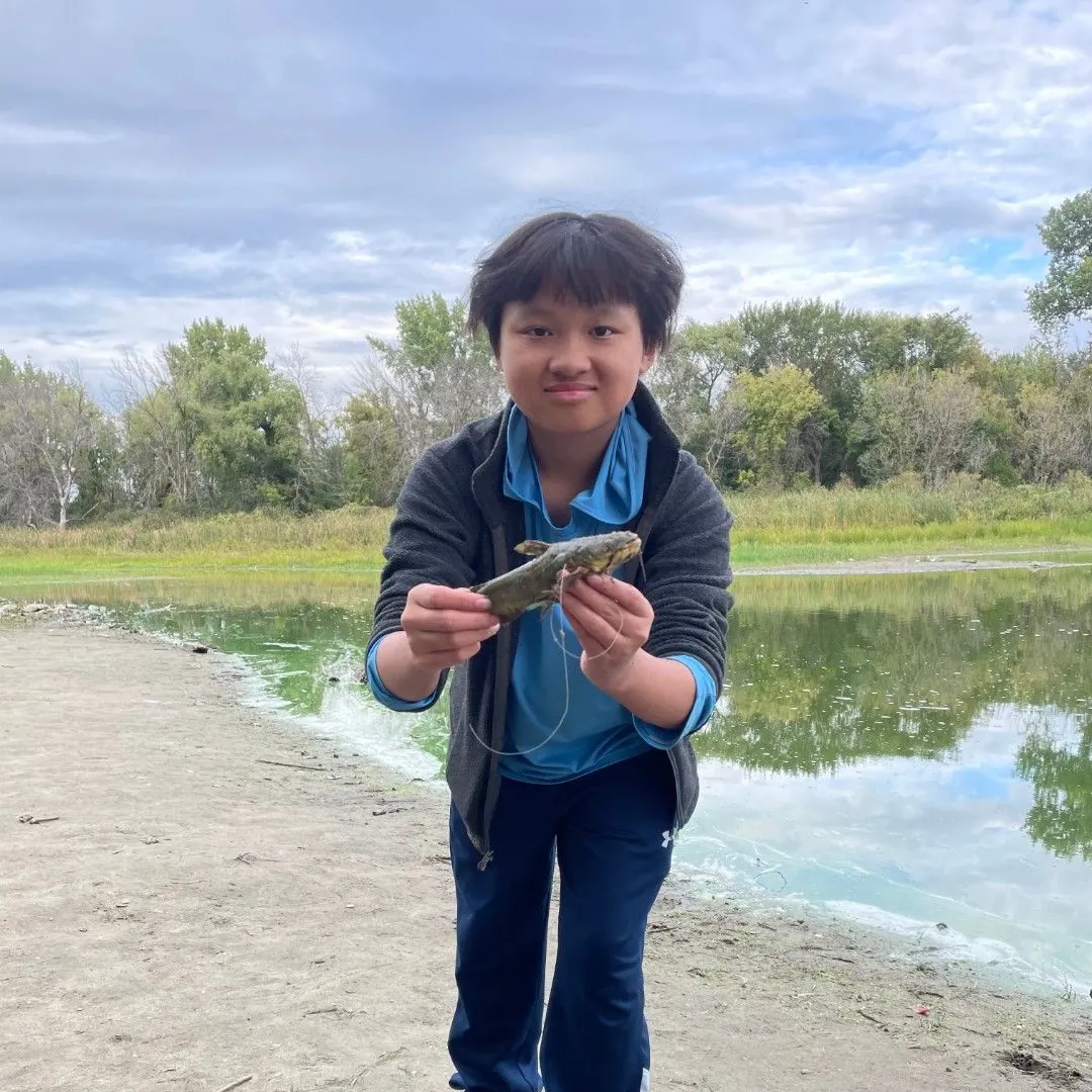 Yellow bullhead caught on Fishbrain