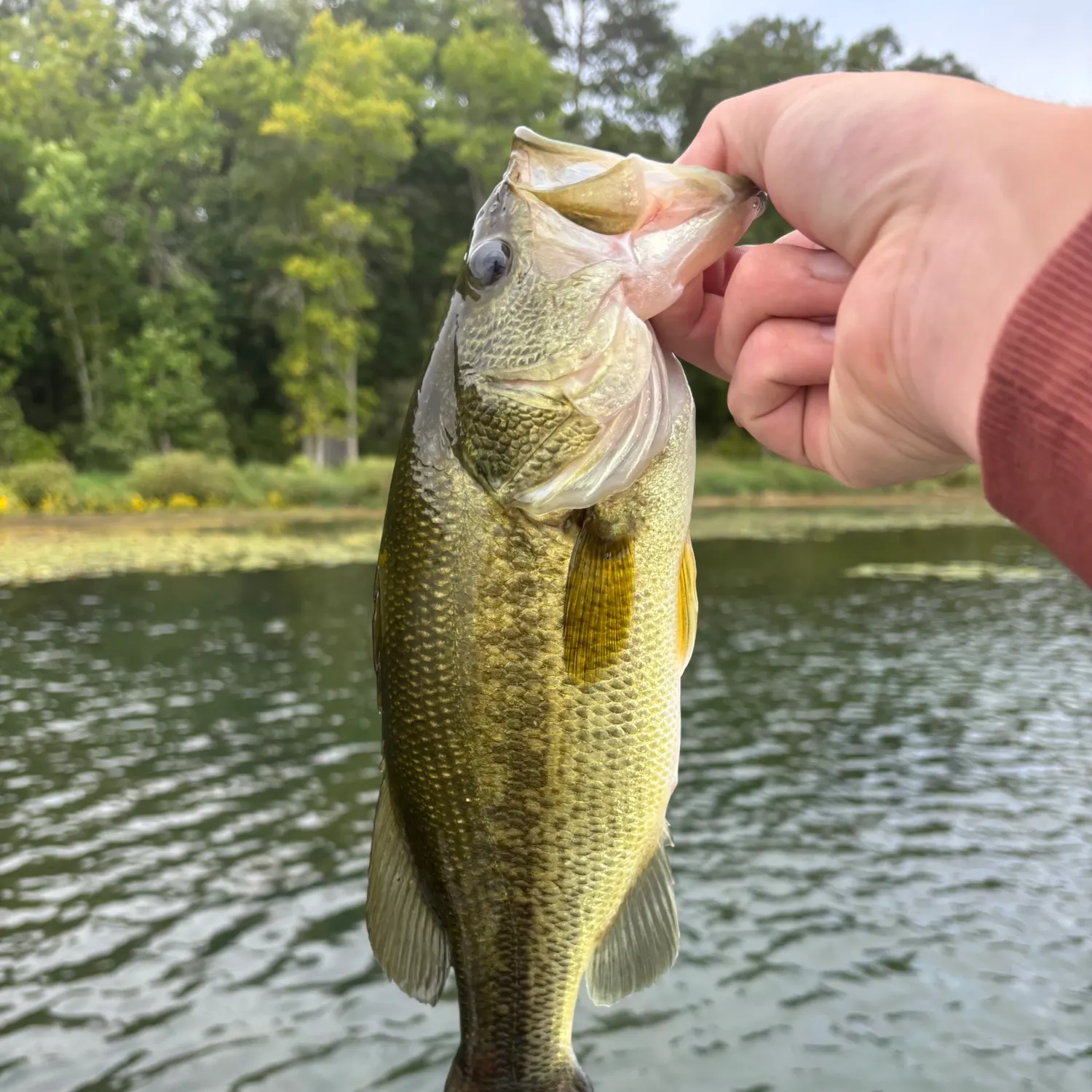 Largemouth bass caught on Fishbrain