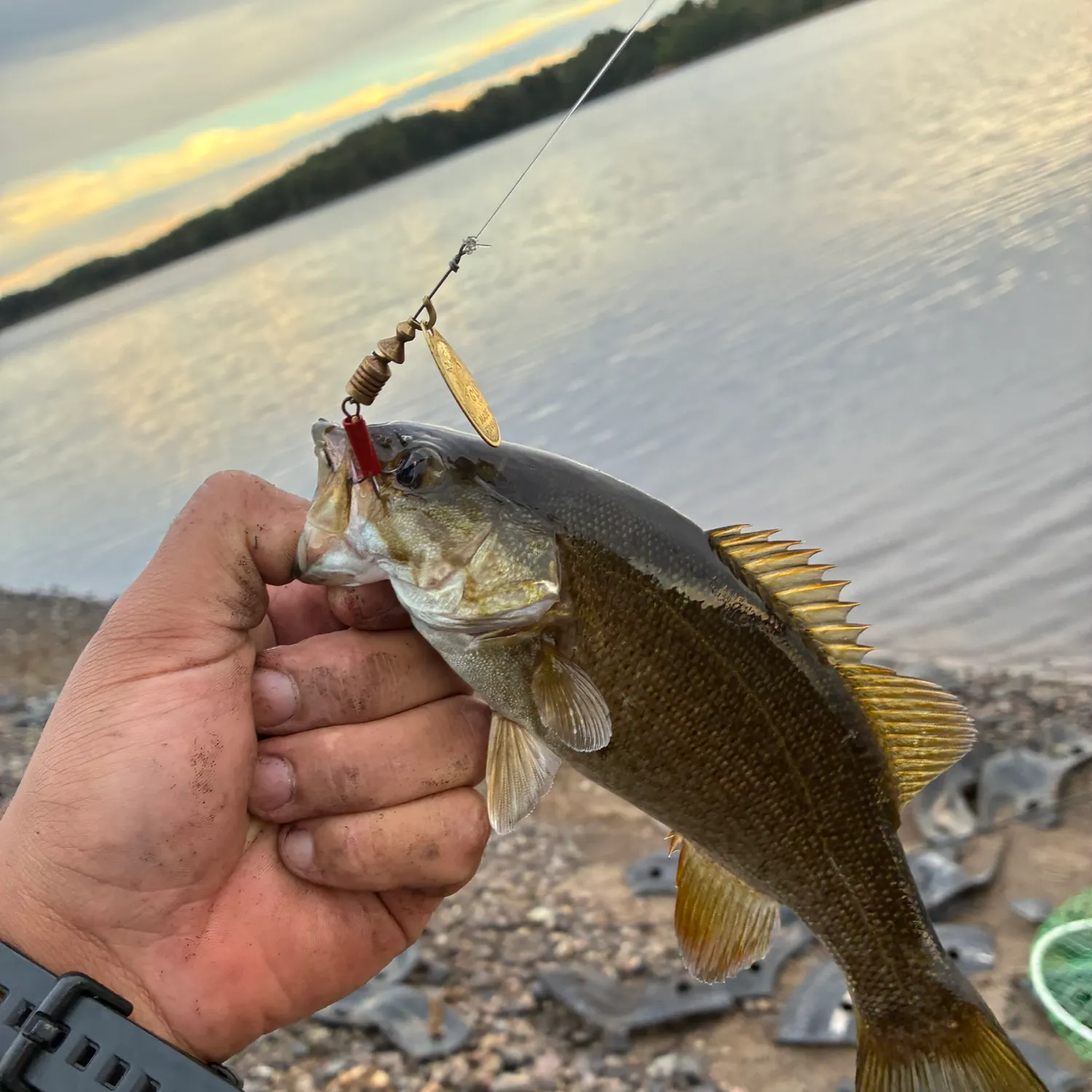 Smallmouth bass caught on Fishbrain