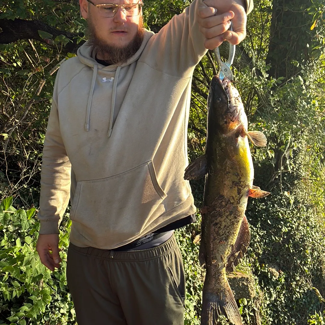 Channel catfish caught on Fishbrain