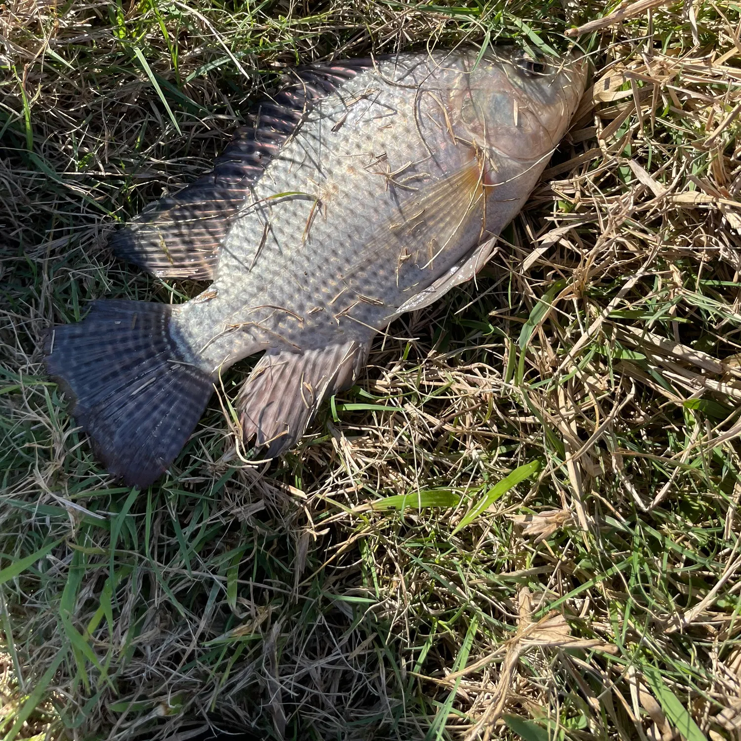 The most recent Nile tilapia catches on Fishbrain