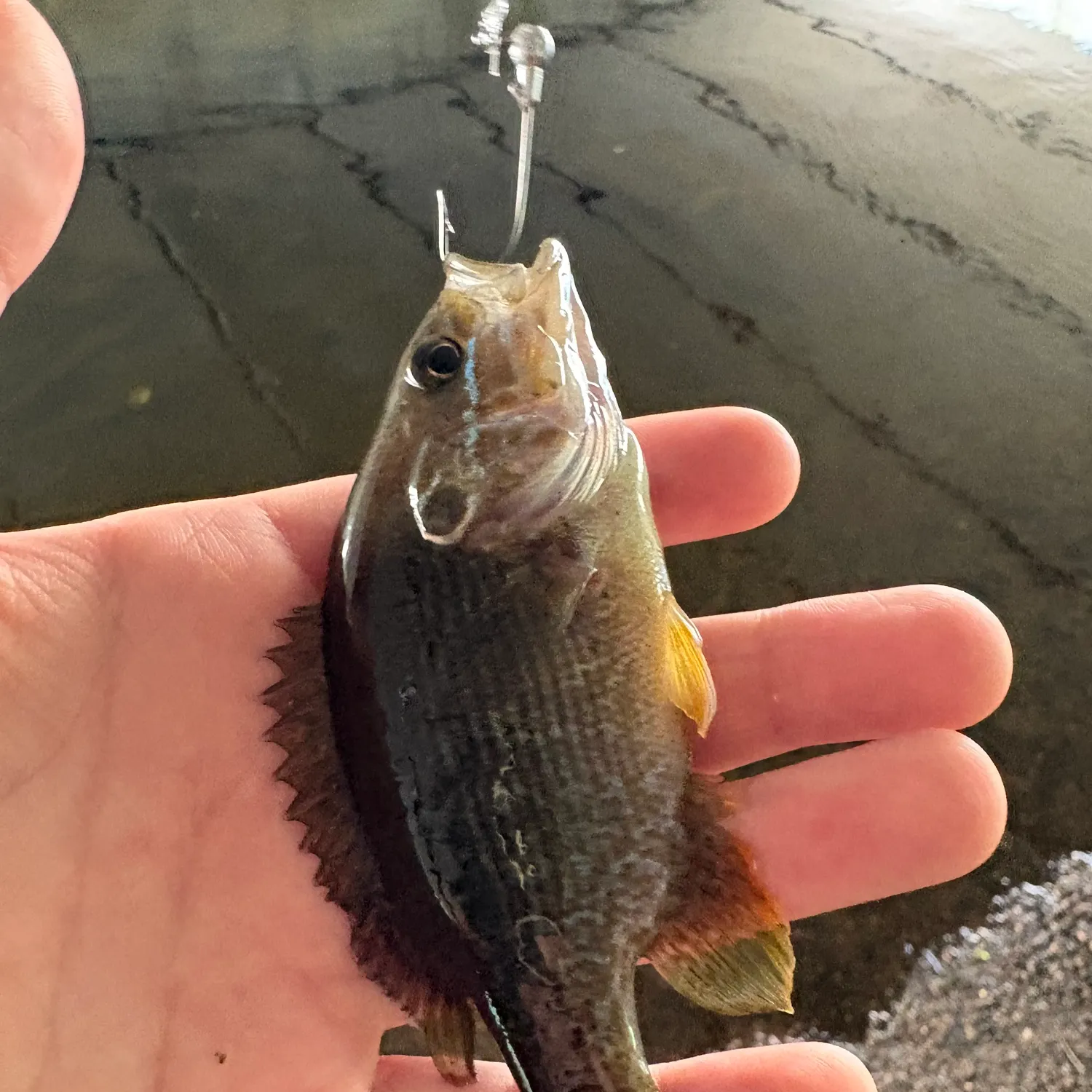 The most recent Green sunfish catches on Fishbrain