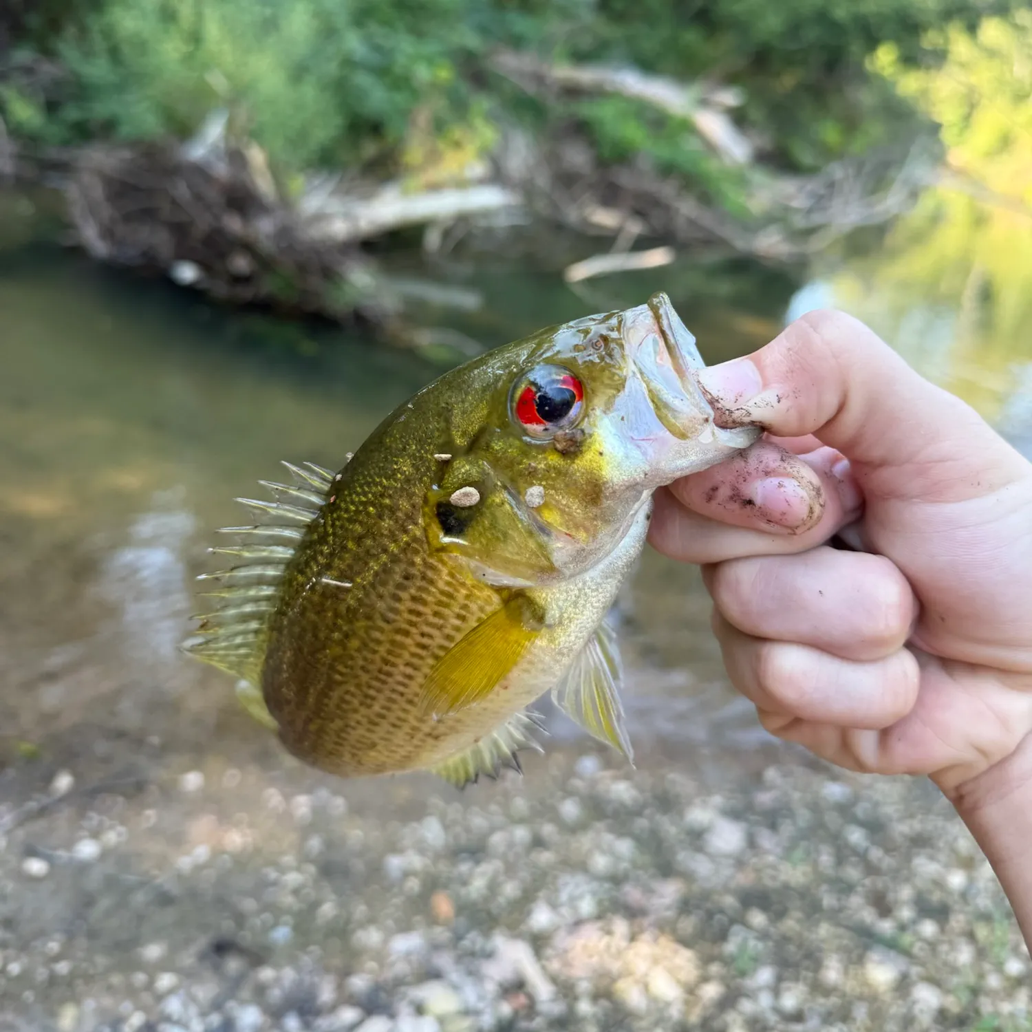 Rock bass caught on Fishbrain