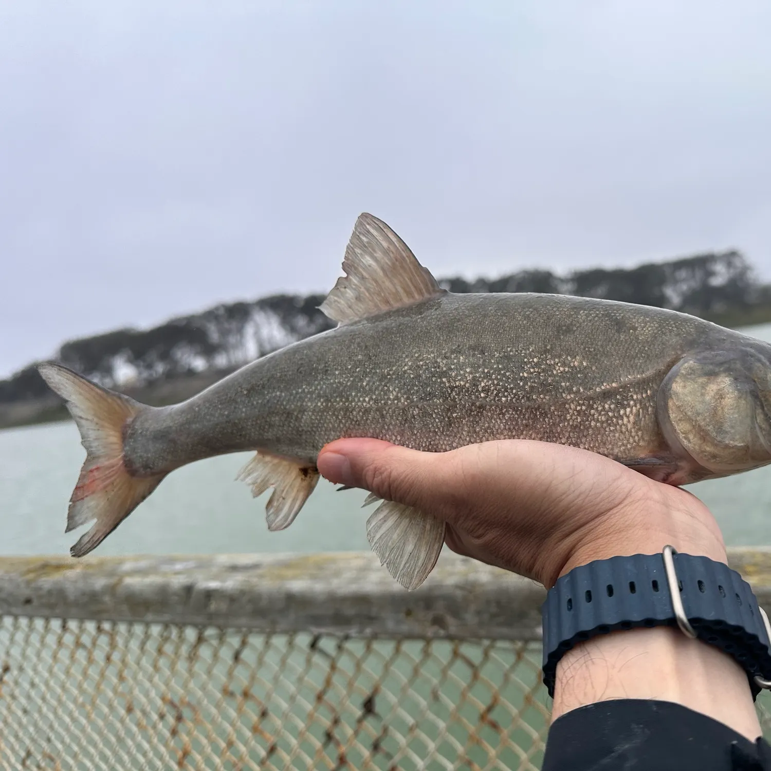 The most recent Sacramento blackfish catches on Fishbrain