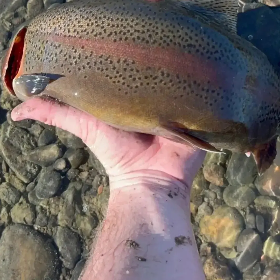 Rainbow trout caught on Fishbrain