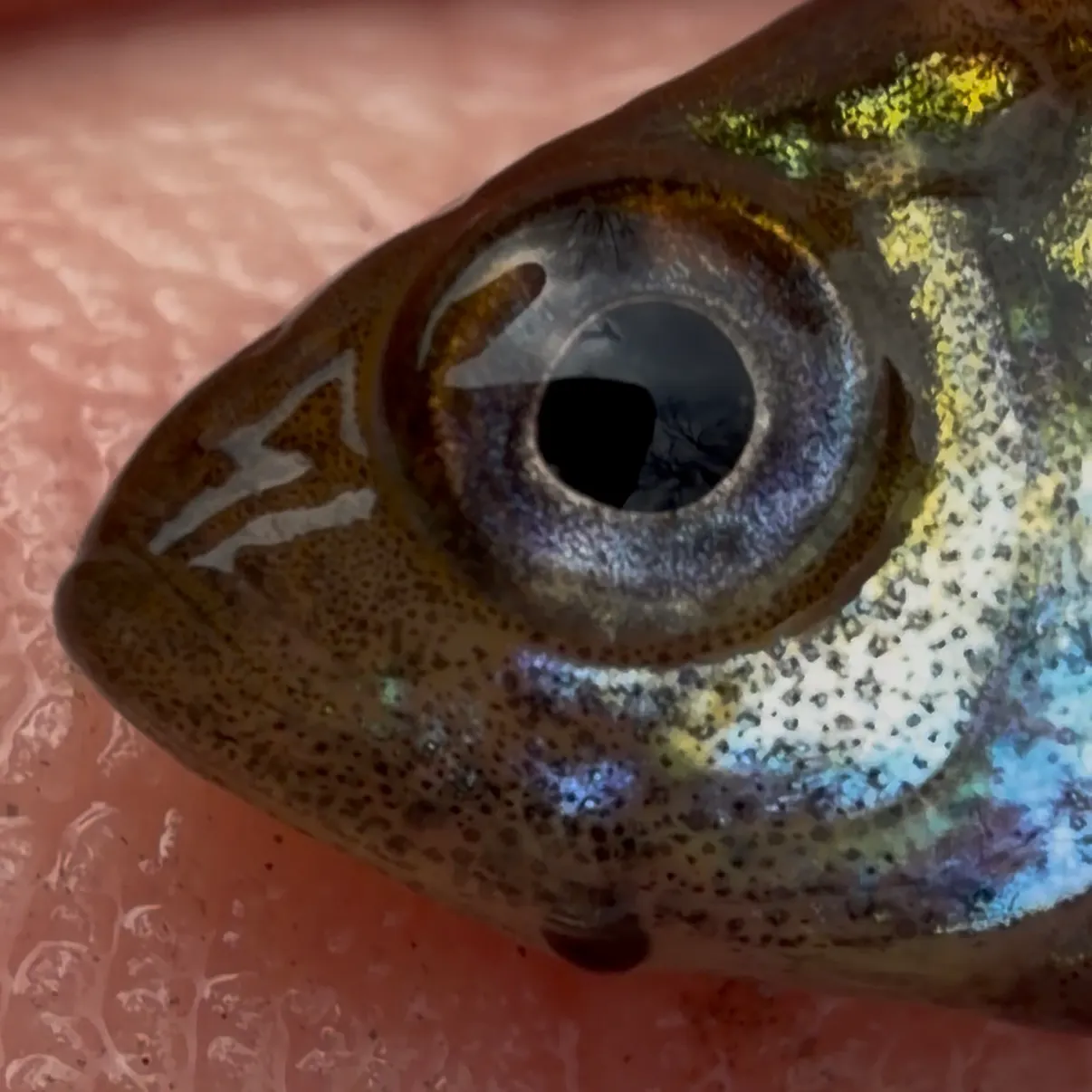 The most recent Bluegill catches on Fishbrain