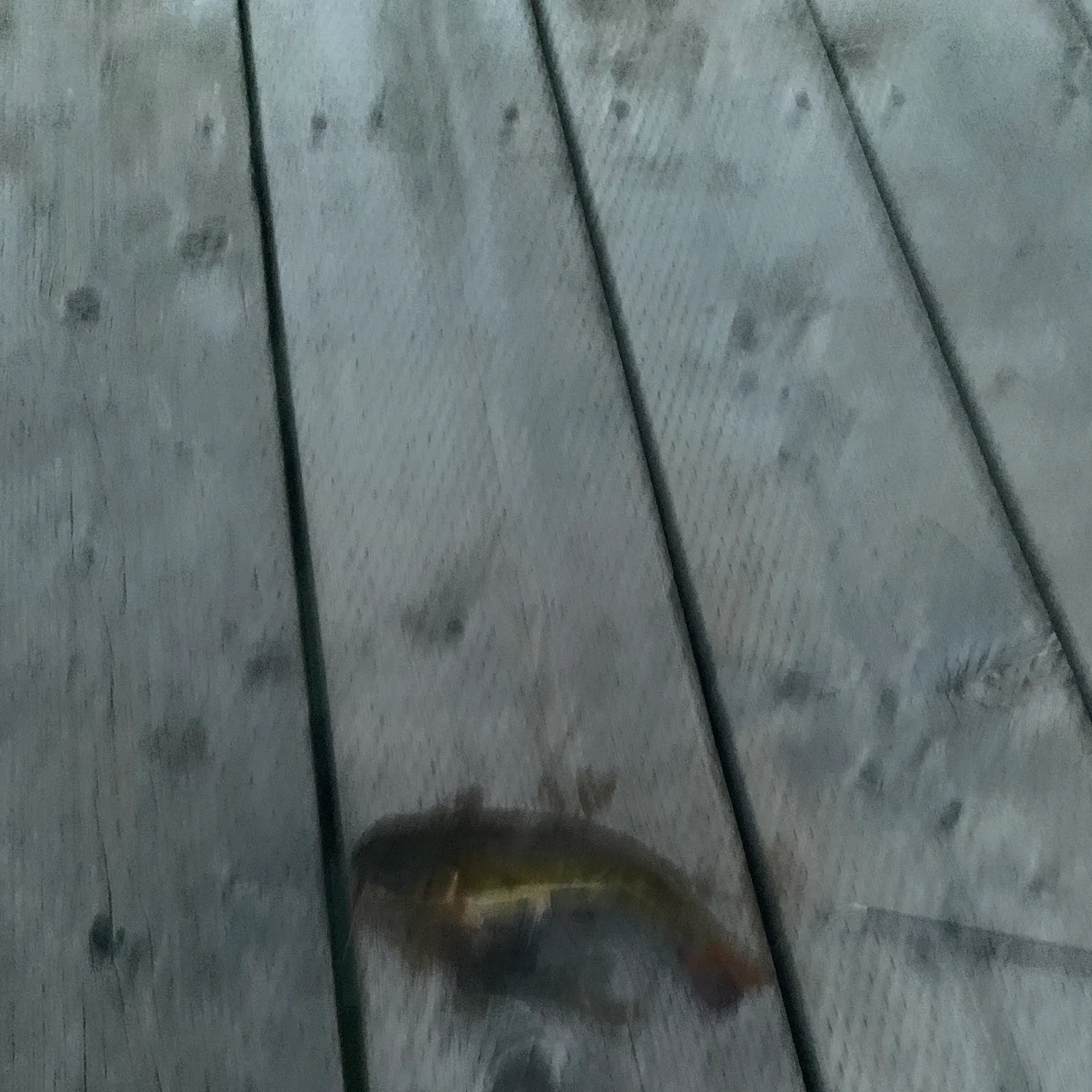 The most recent Brown bullhead catches on Fishbrain