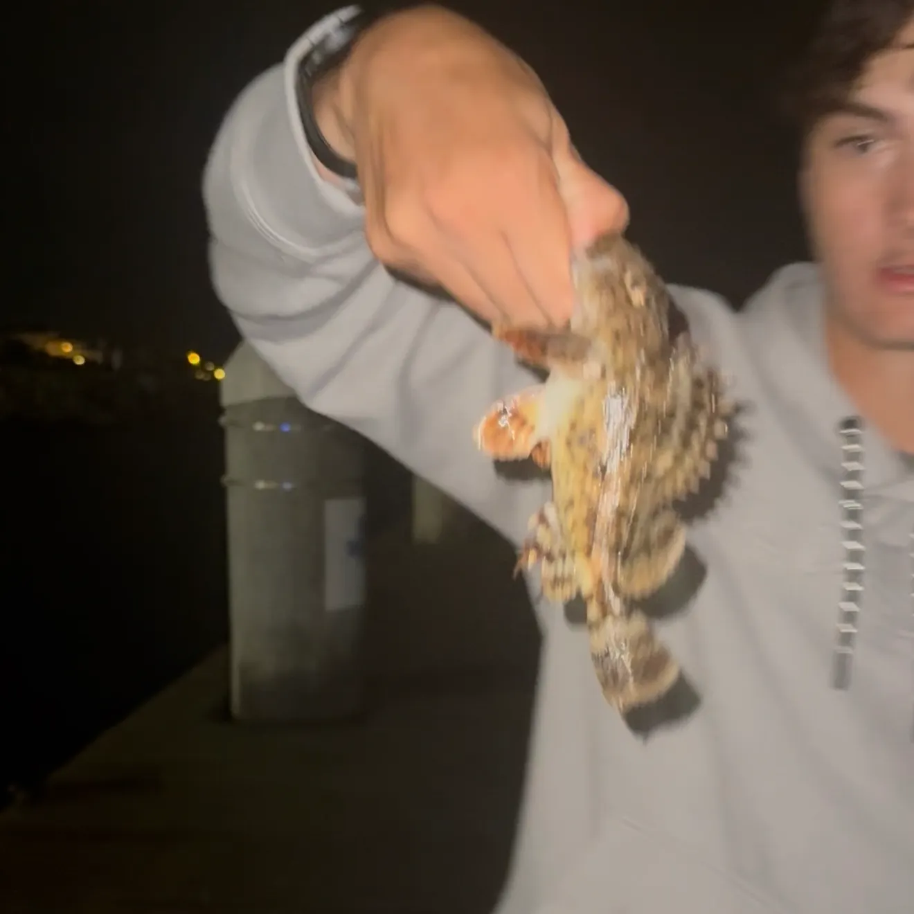 California scorpionfish caught on Fishbrain