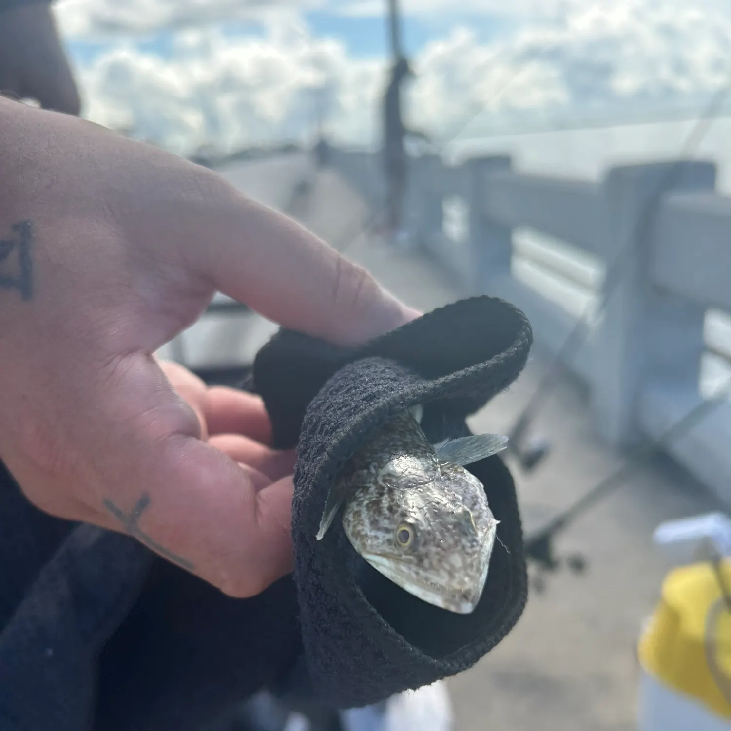 Inshore lizardfish caught on Fishbrain