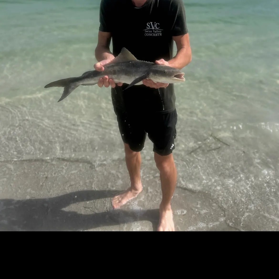 The most recent Cobia catches on Fishbrain