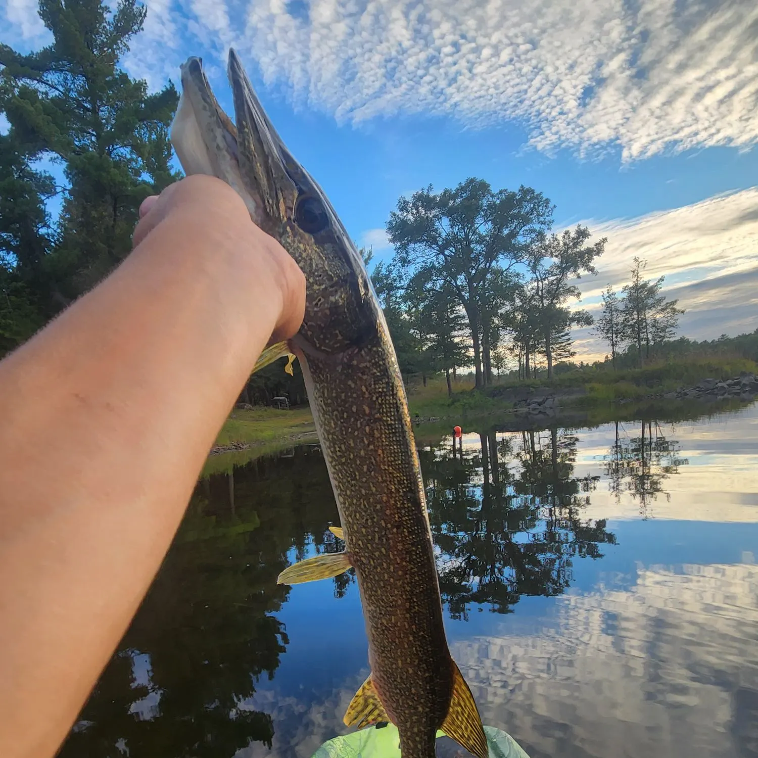 Northern pike caught on Fishbrain