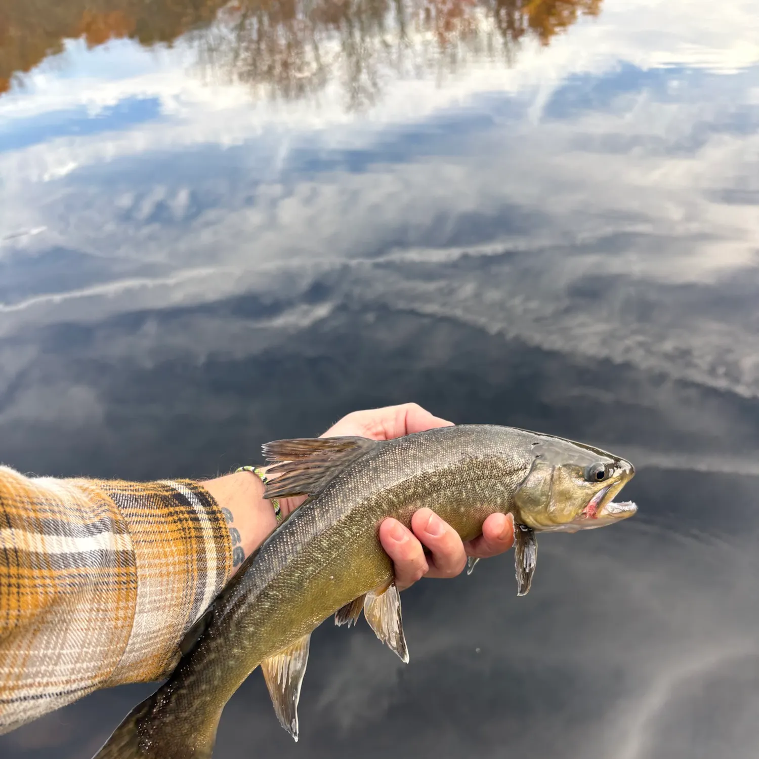 Tiger trout caught on Fishbrain