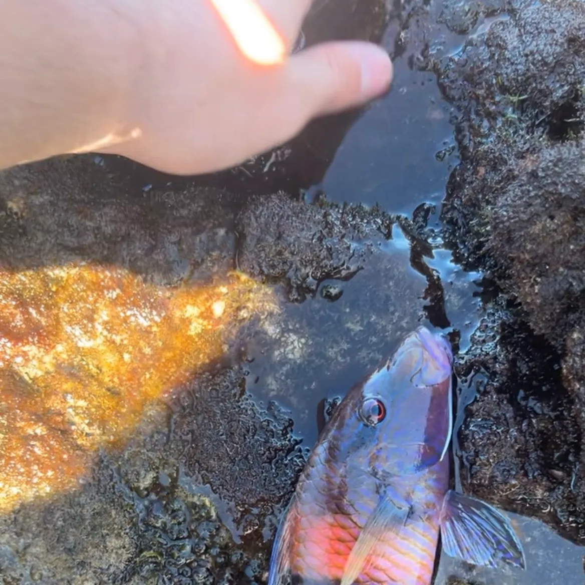 The most recent Manybar goatfish catches on Fishbrain