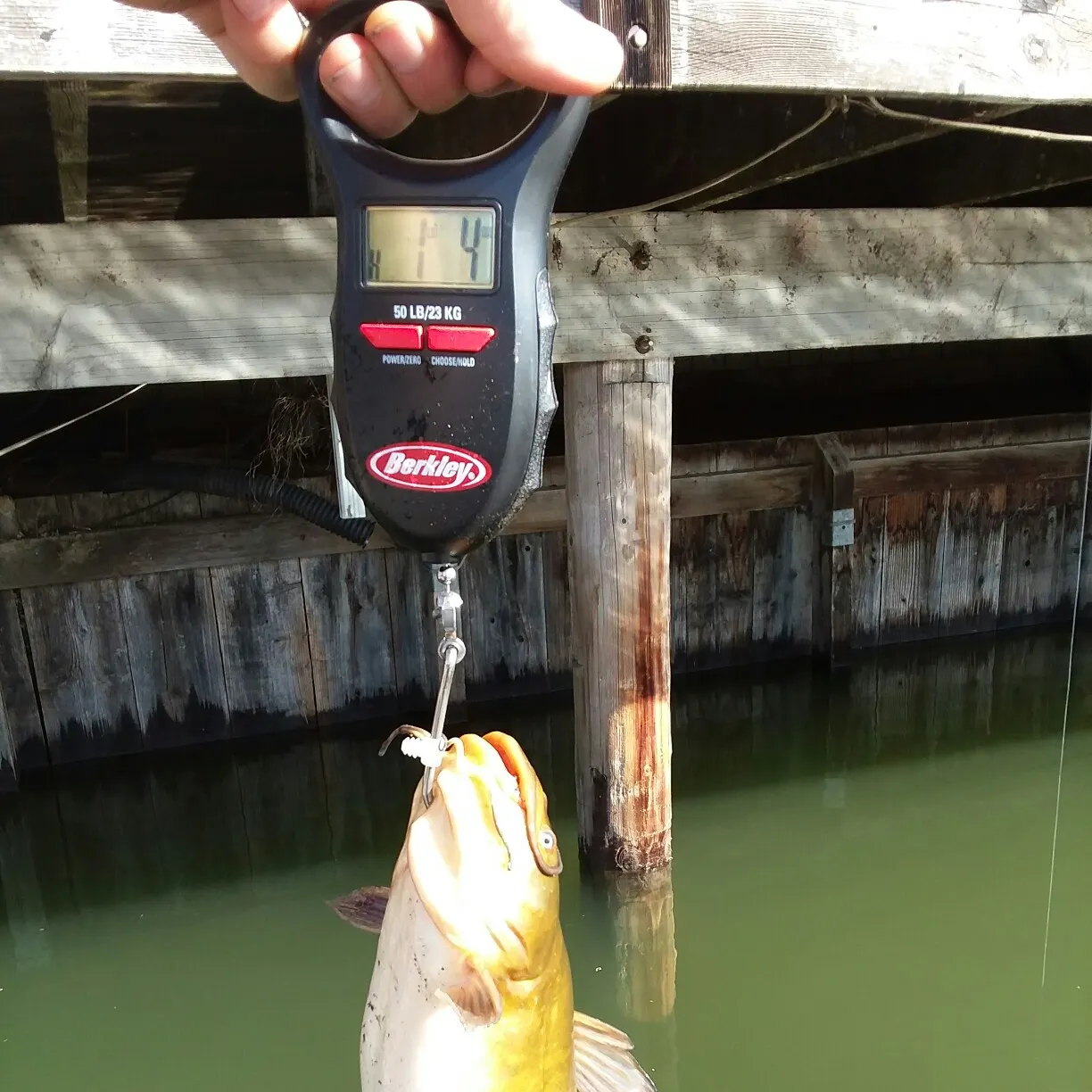 Flathead catfish caught on Fishbrain