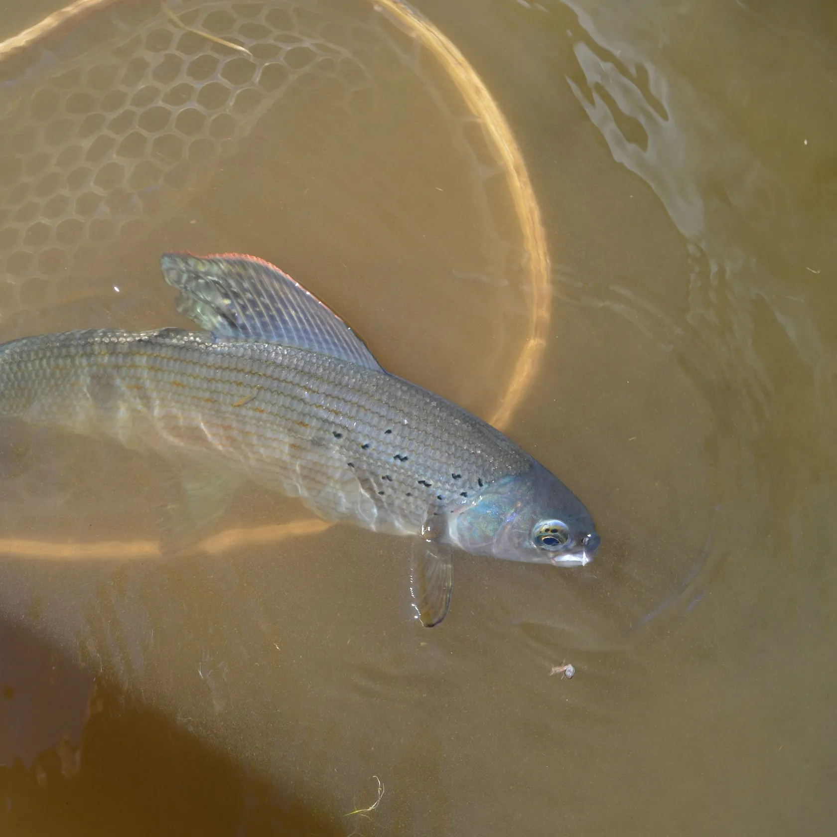 Arctic grayling caught on Fishbrain