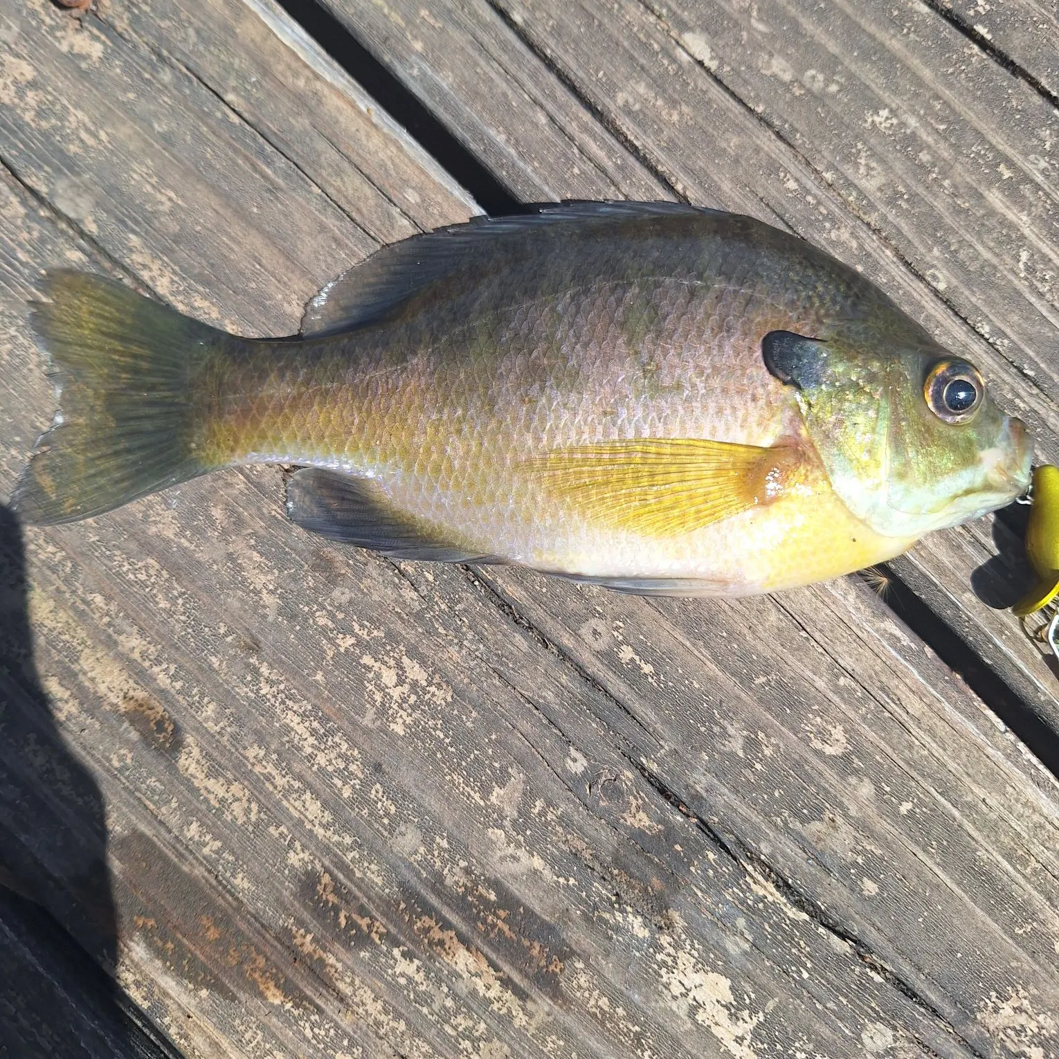 The most recent Bluegill catches on Fishbrain