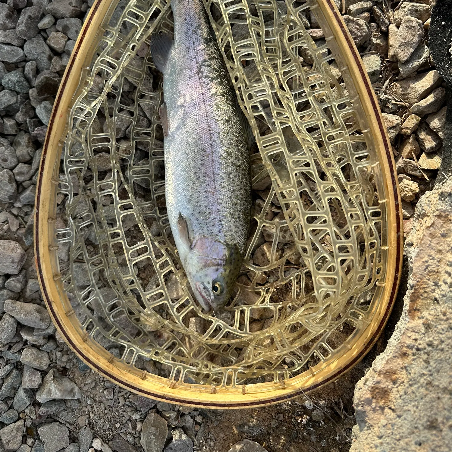 The most recent Rainbow trout catches on Fishbrain