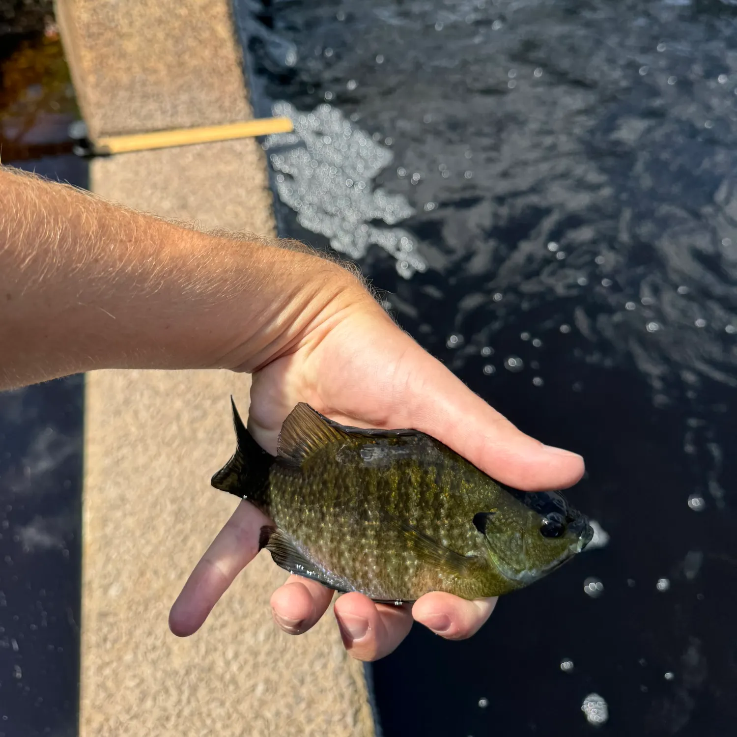 Bluegill caught on Fishbrain