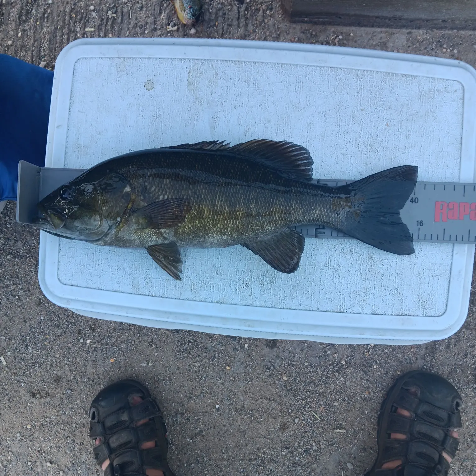 Smallmouth bass caught on Fishbrain