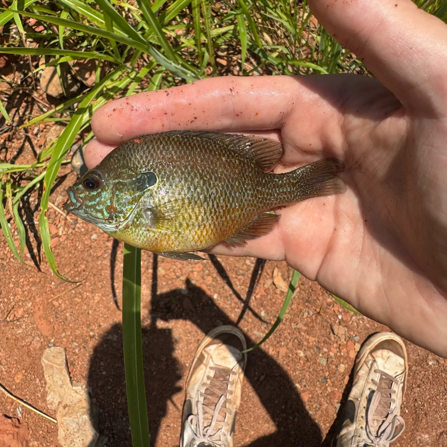 The most recent Plains longear sunfish catches on Fishbrain
