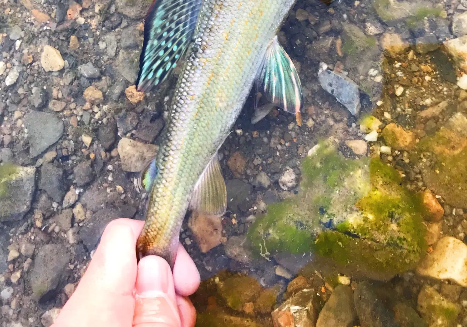 Arctic grayling