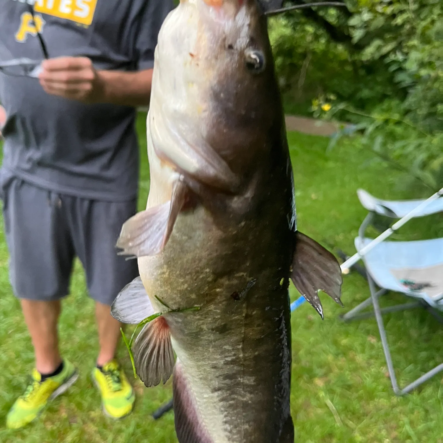 Brown bullhead caught on Fishbrain
